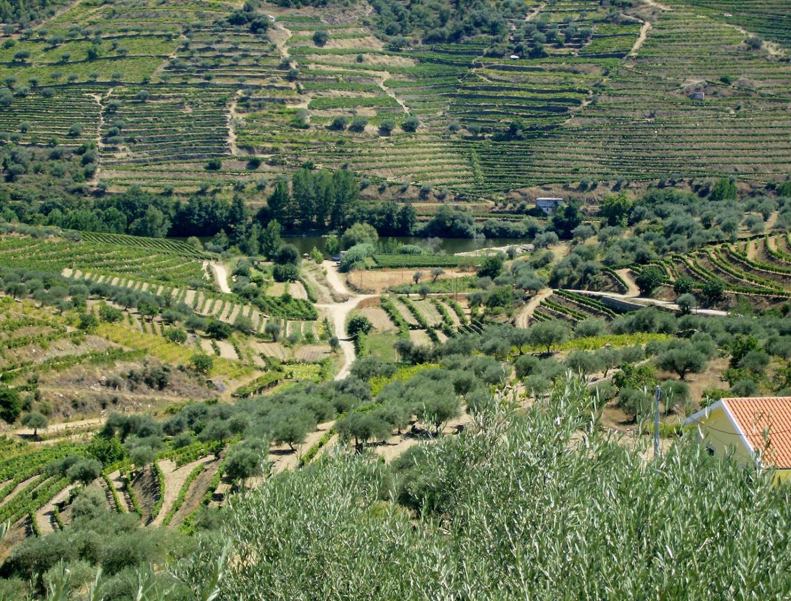 Casa Oliveiras Do Douro Villa Sobreira Екстериор снимка
