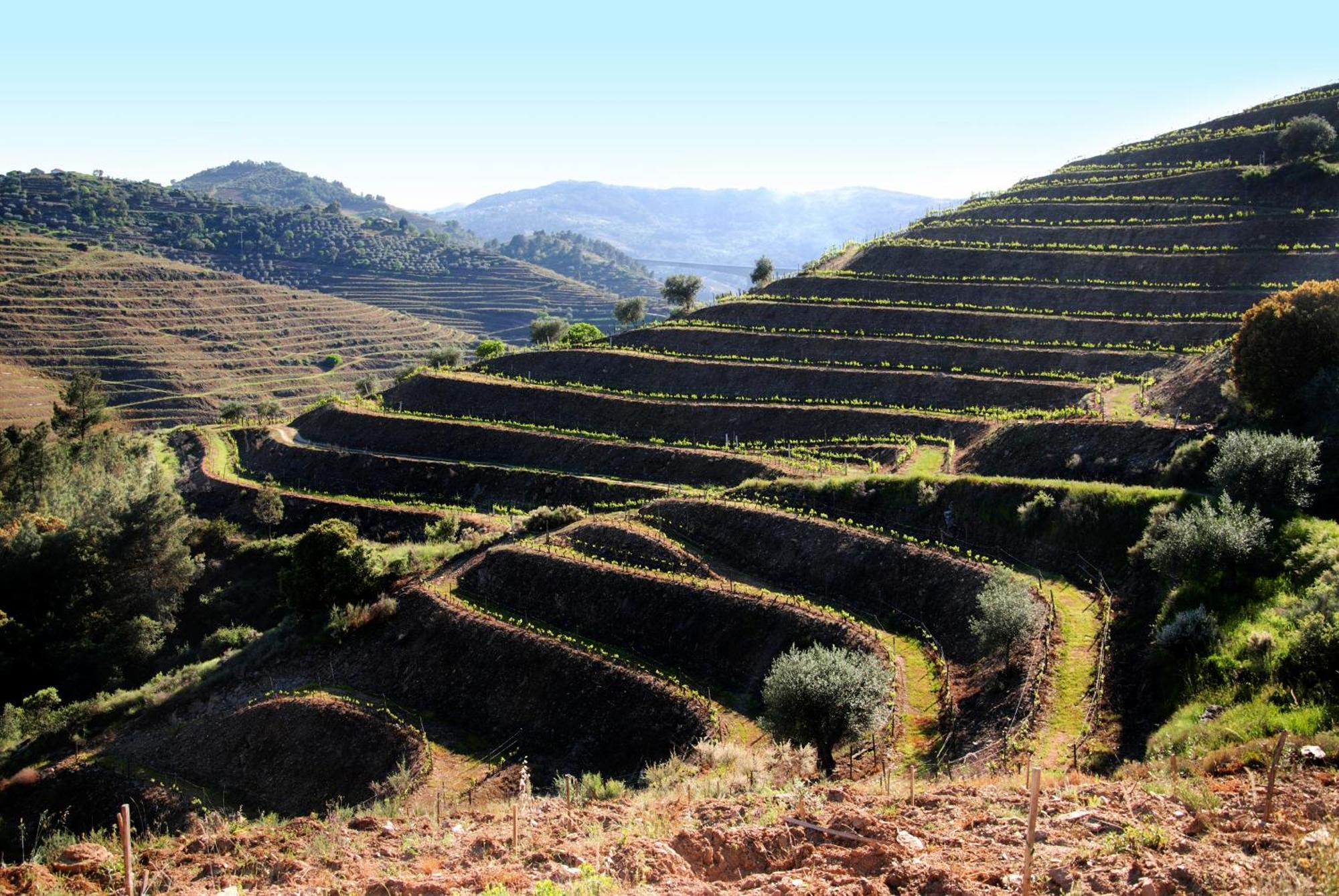 Casa Oliveiras Do Douro Villa Sobreira Екстериор снимка