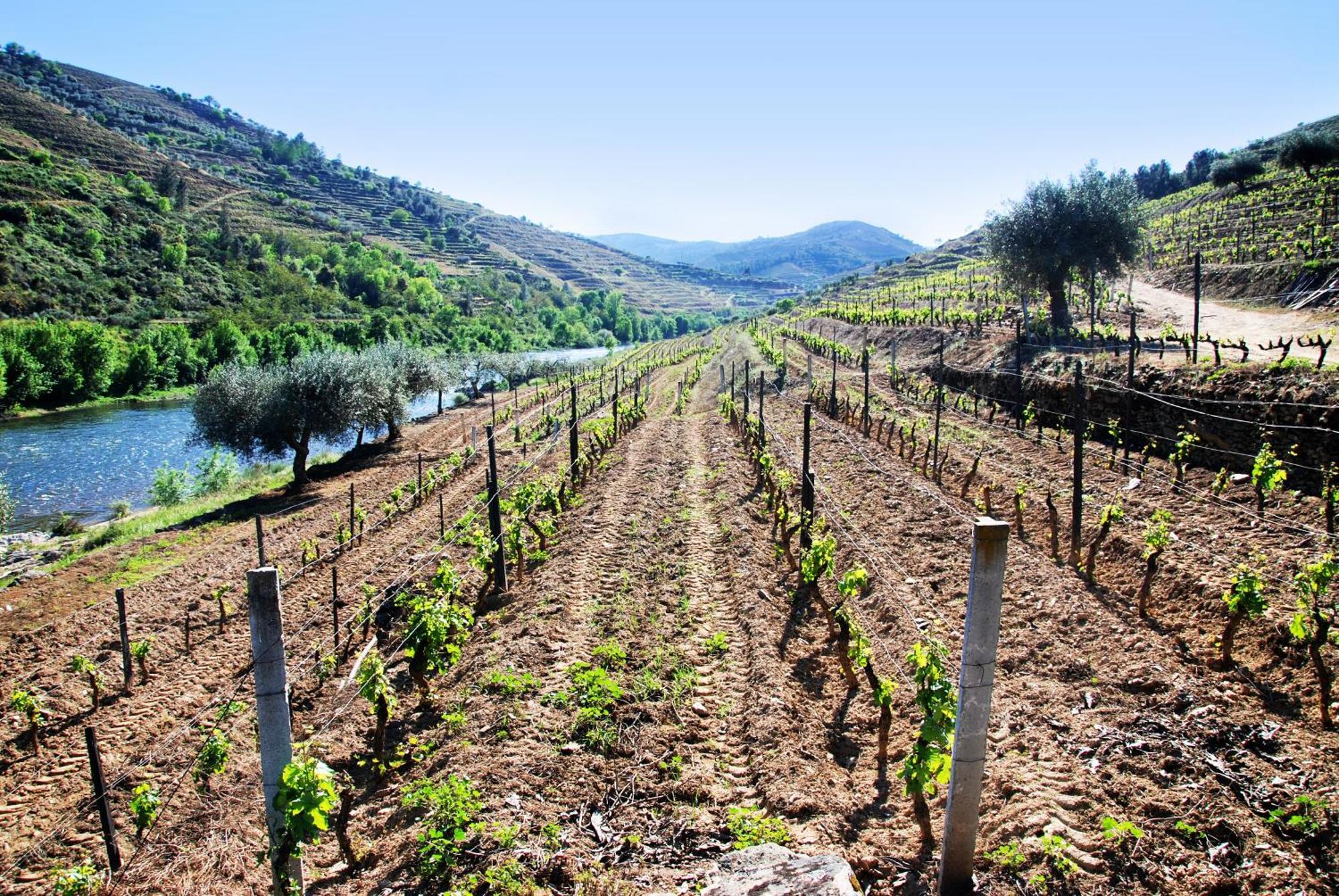 Casa Oliveiras Do Douro Villa Sobreira Екстериор снимка