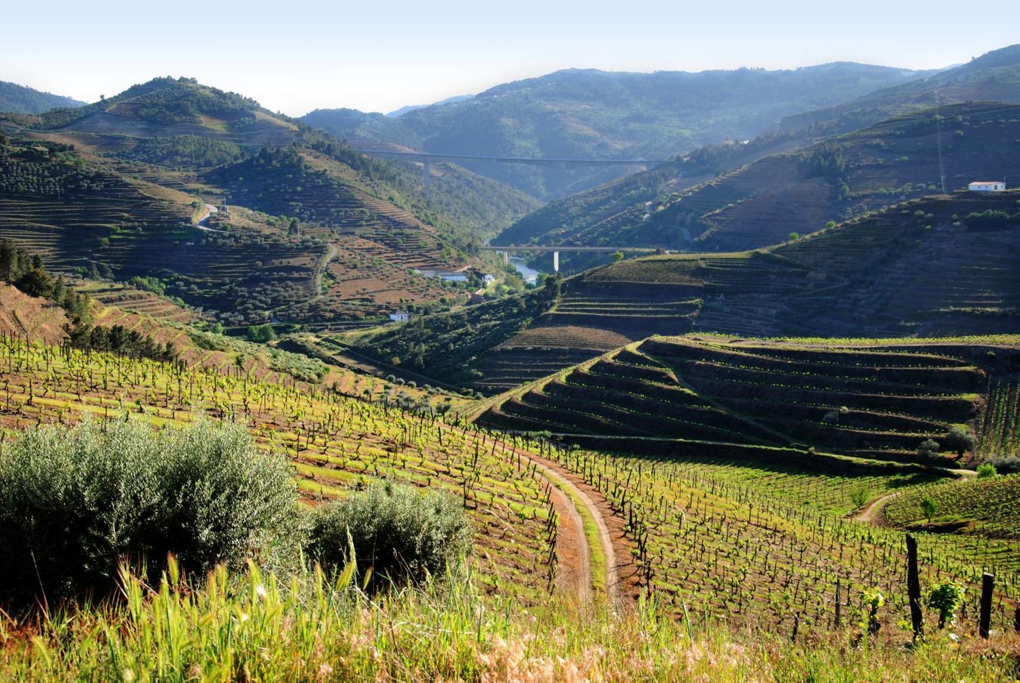 Casa Oliveiras Do Douro Villa Sobreira Екстериор снимка