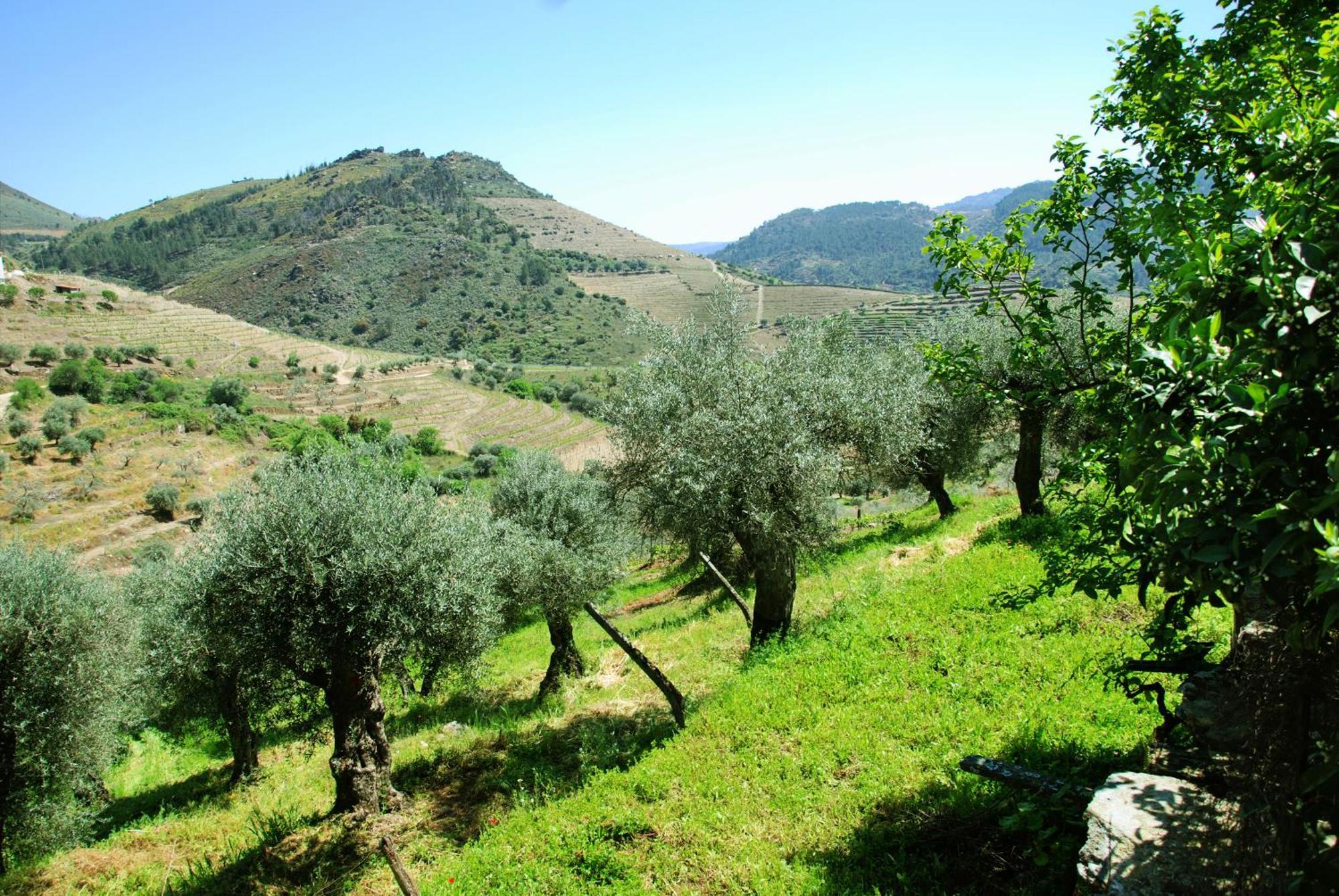 Casa Oliveiras Do Douro Villa Sobreira Екстериор снимка
